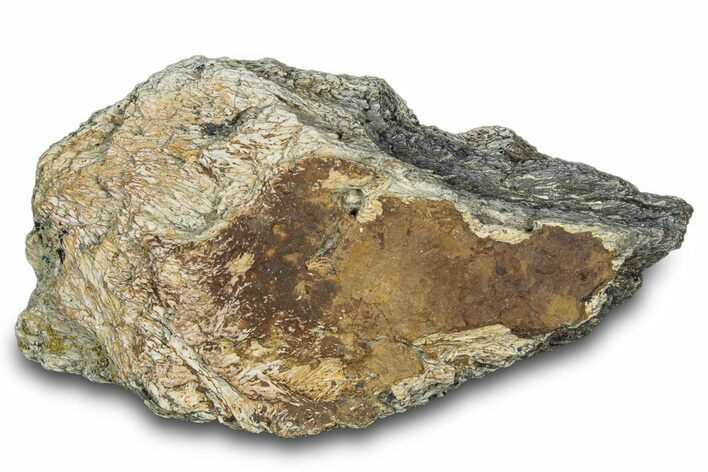 Dinosaur (Triceratops) Frill Shield Section - Montana #303431